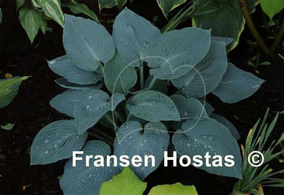 Hosta Tarheel Blue